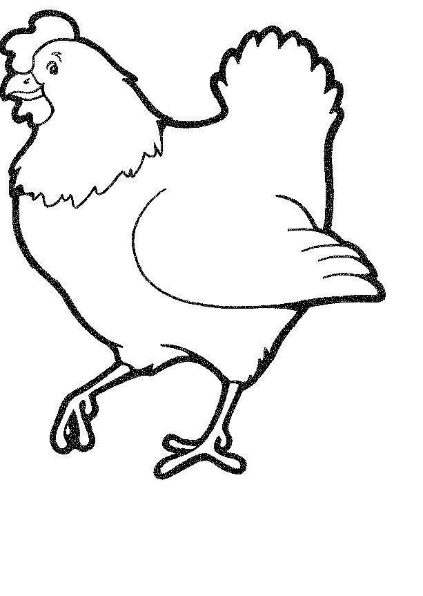 Gallo #4186