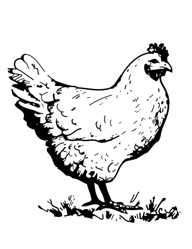 Gallo #4203