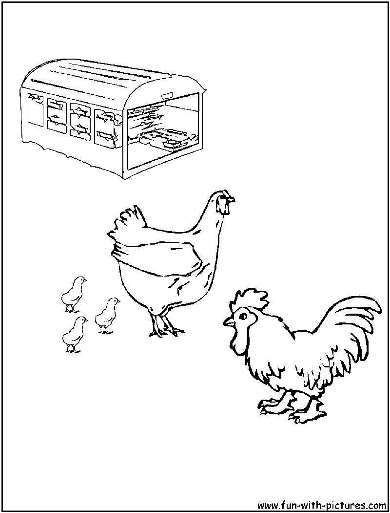 Gallo #4204
