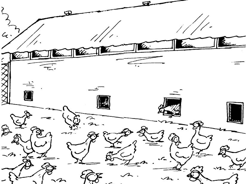 Gallo #4211
