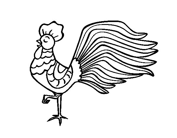 Gallo #4213