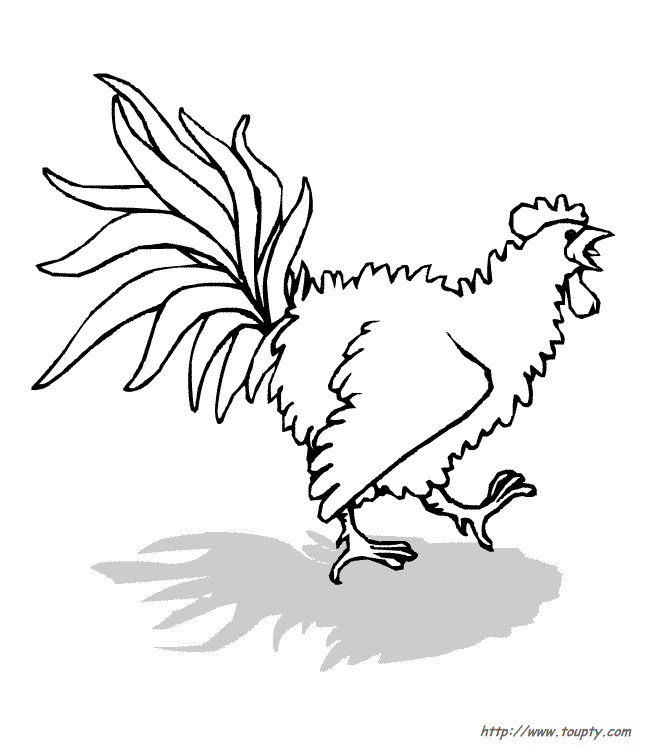 Gallo #4217