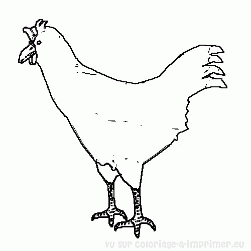 Gallo #4223