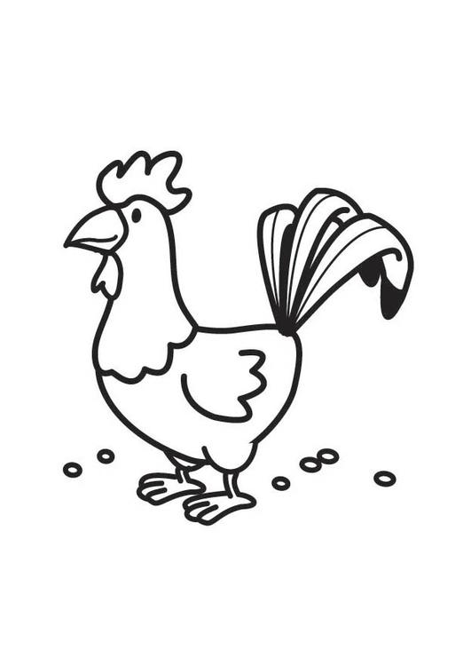 Gallo #4230