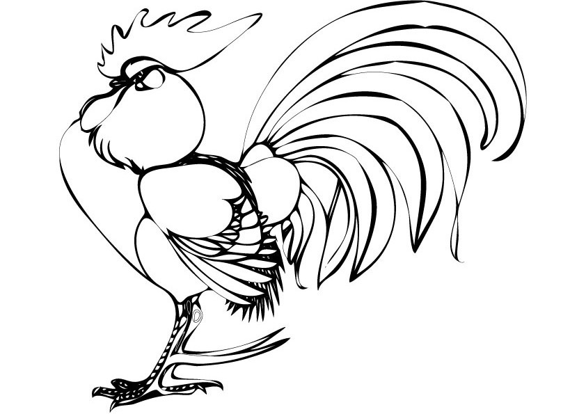 Gallo #4231