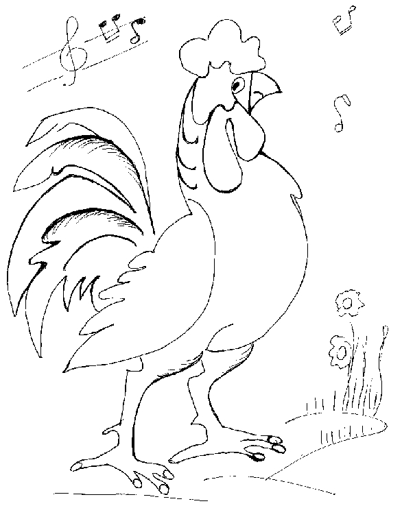 Gallo #4232