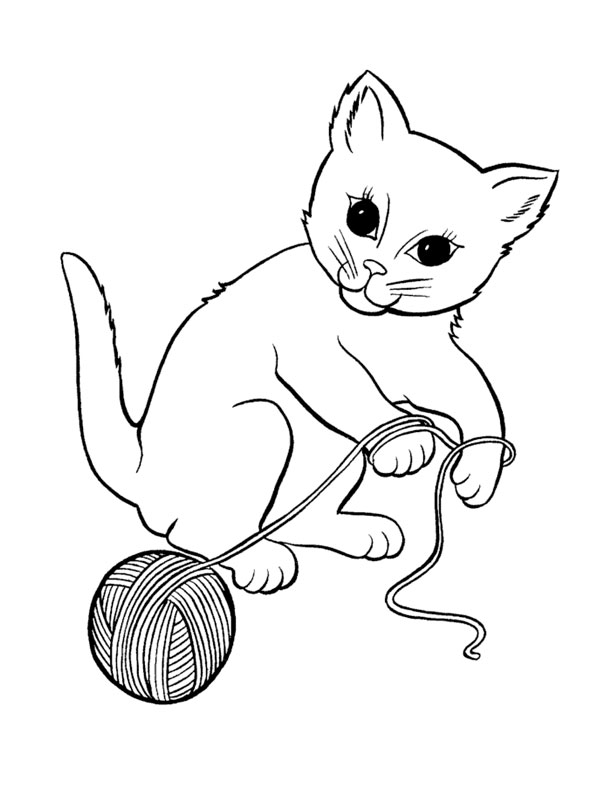 Gato #4312