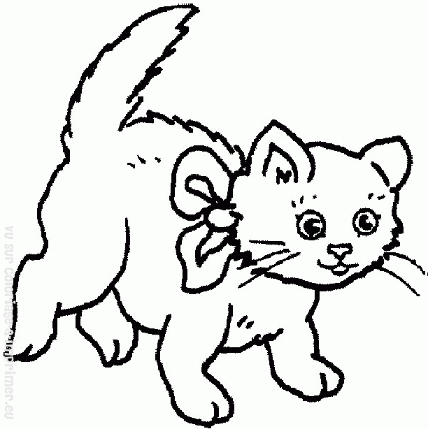Gato #4314