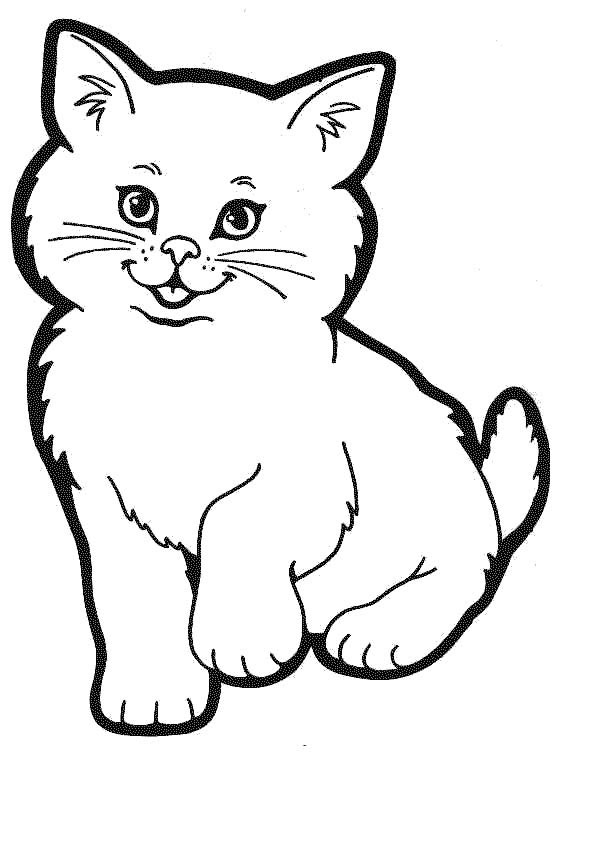 Gato #4320