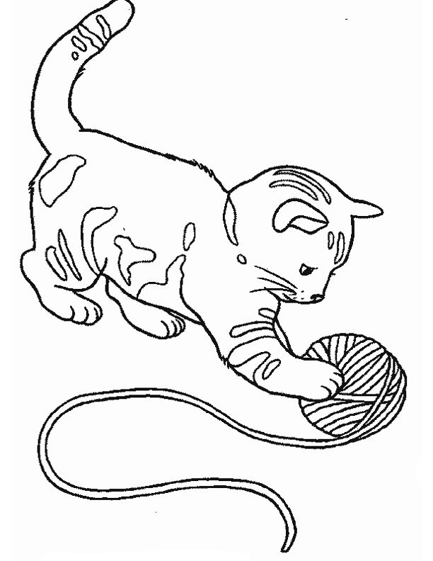 Gato #4322