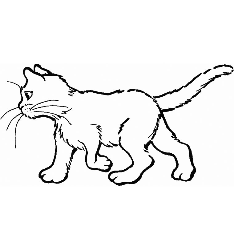Gato #4326