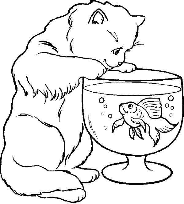 Gato #4327