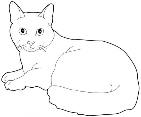 Gato #4328