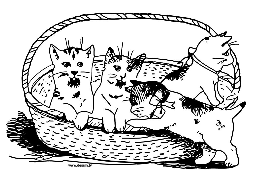 Gato #4338