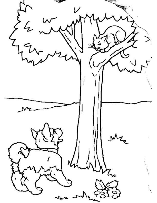 Gato #4352
