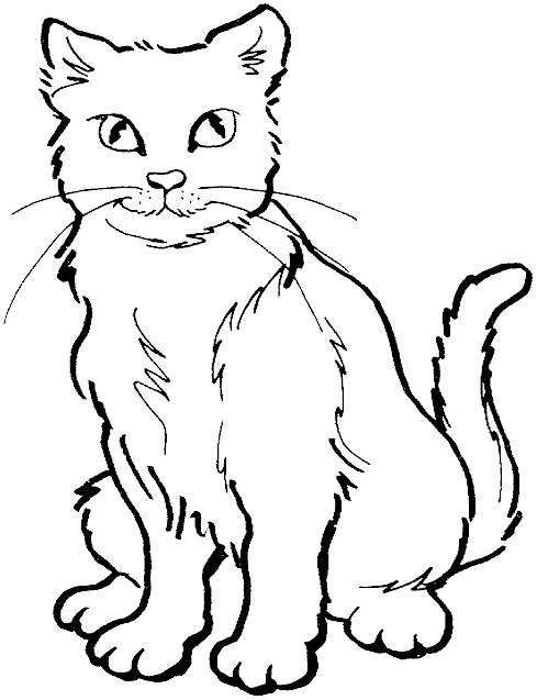 Gato #4355