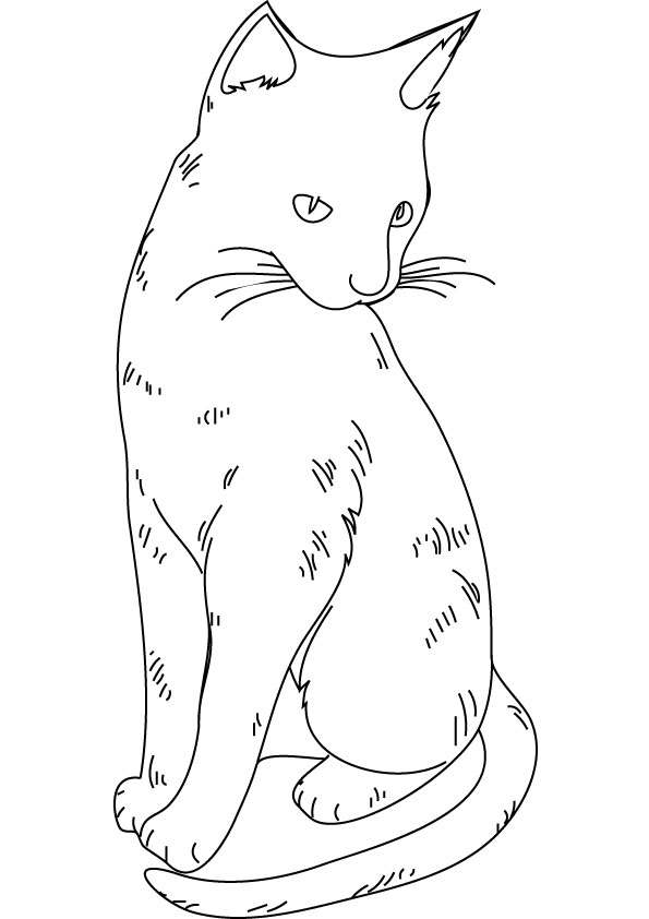 Gato #4356