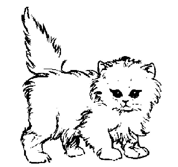 Gato #4360