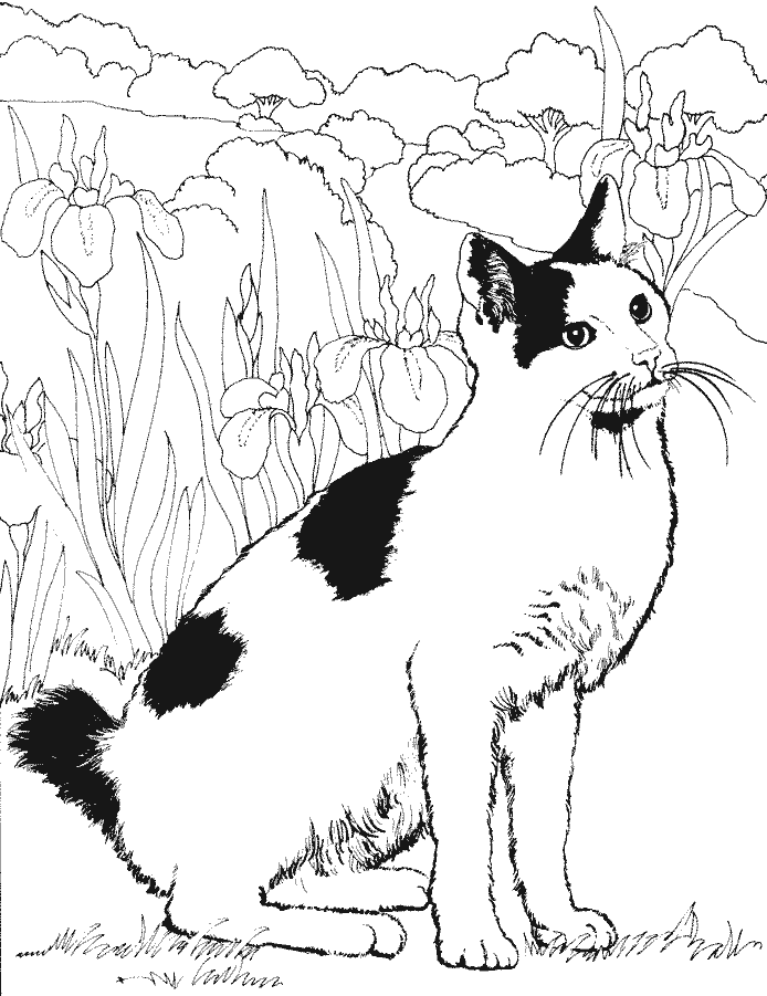 Gato #4365