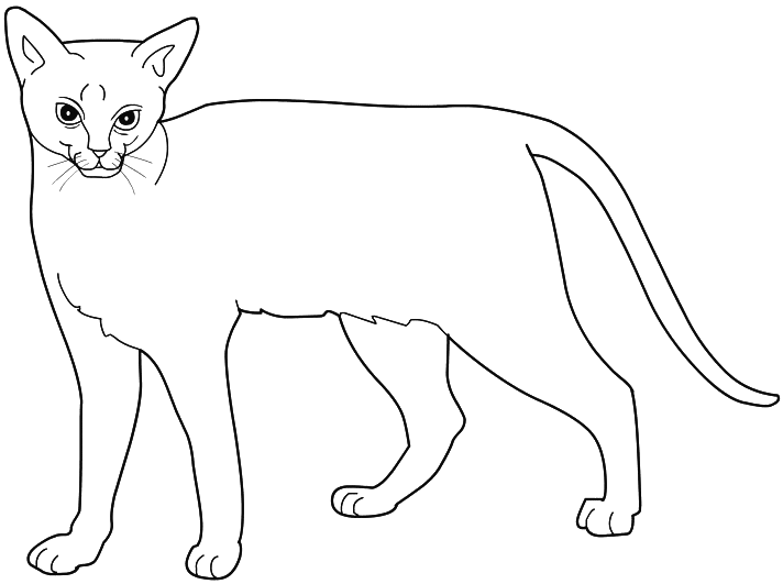 Gato #4377