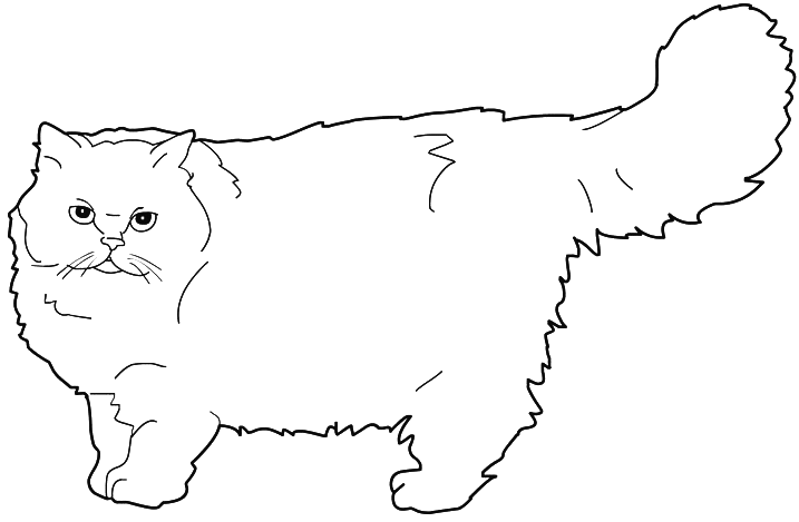 Gato #4378