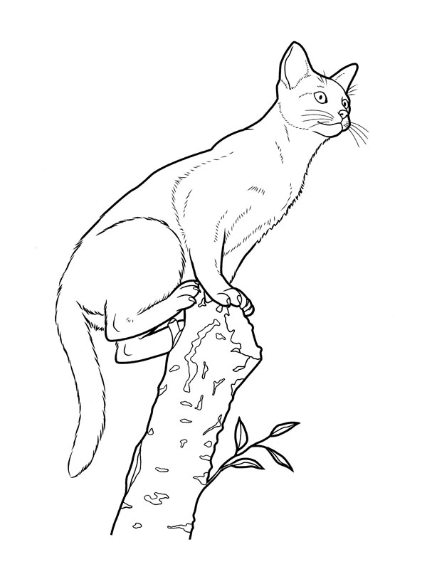 Gato #4380