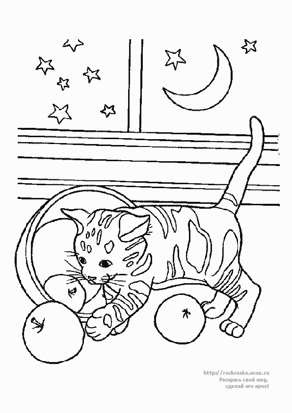 Gato #4395