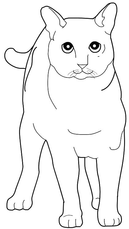 Gato #4397