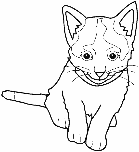 Gato #4404