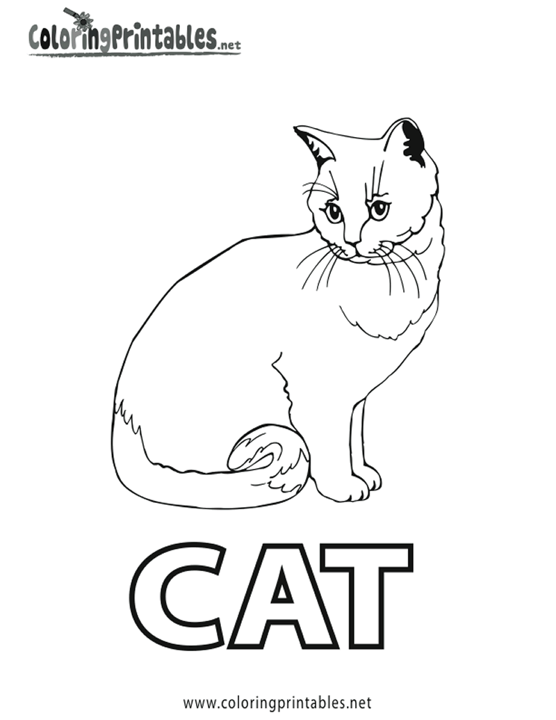Gato #4406