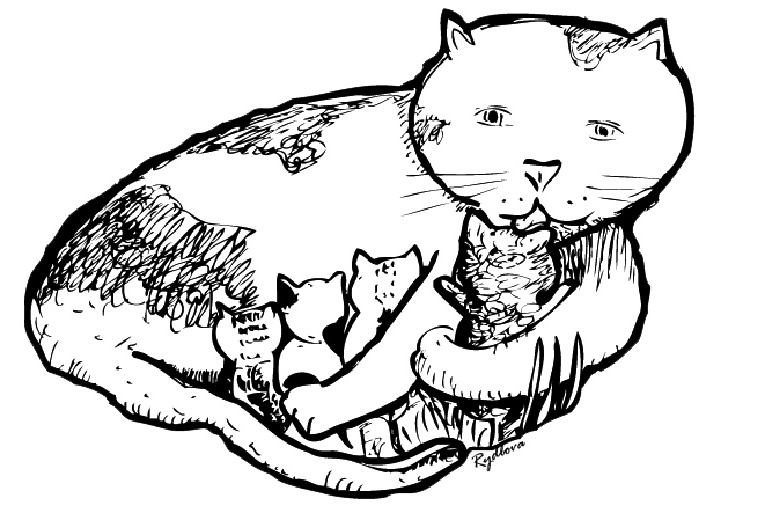 Gato #4407