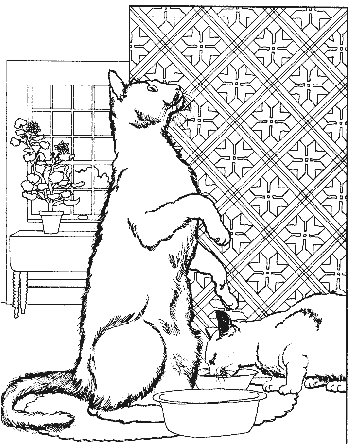 Gato #4416