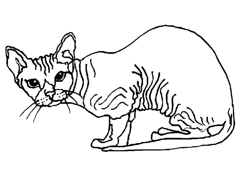 Gato #4417