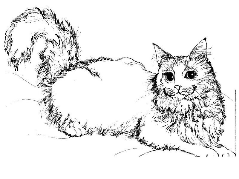 Gato #4420