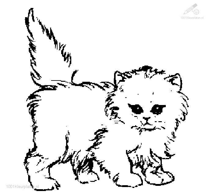 Gato #4423