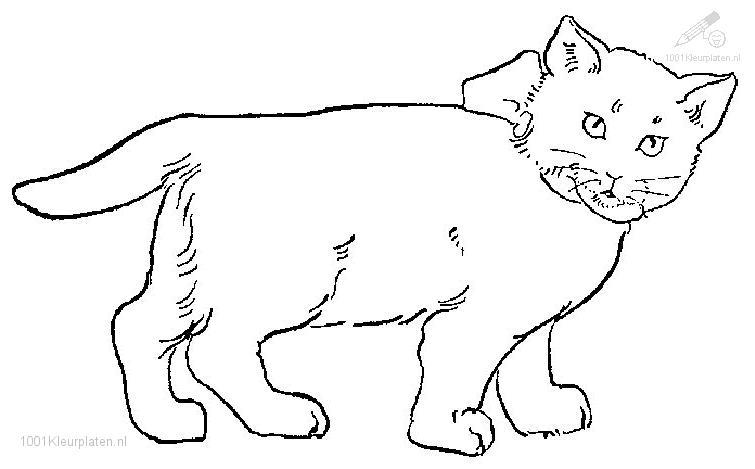Gato #4424