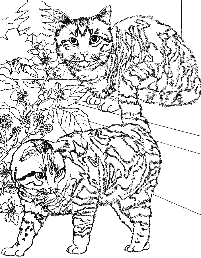 Gato #4425