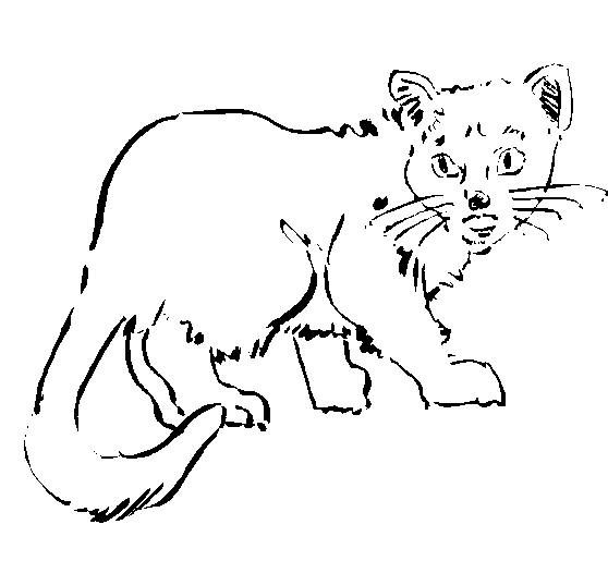 Gato #4429