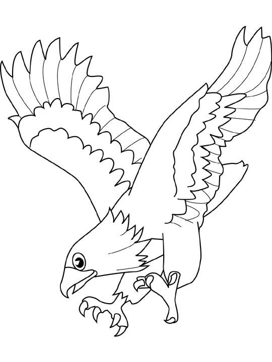 Halcón #4555