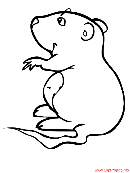 Hámster #4635