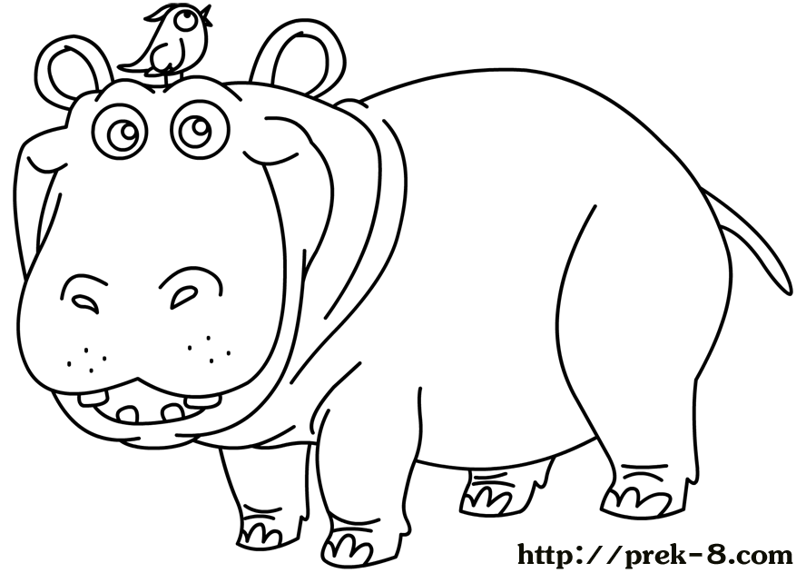 Hipopótamo #4719