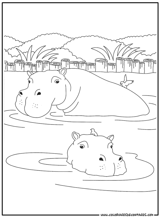 Hipopótamo #4723