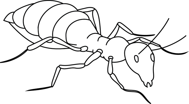 Hormiga #4821