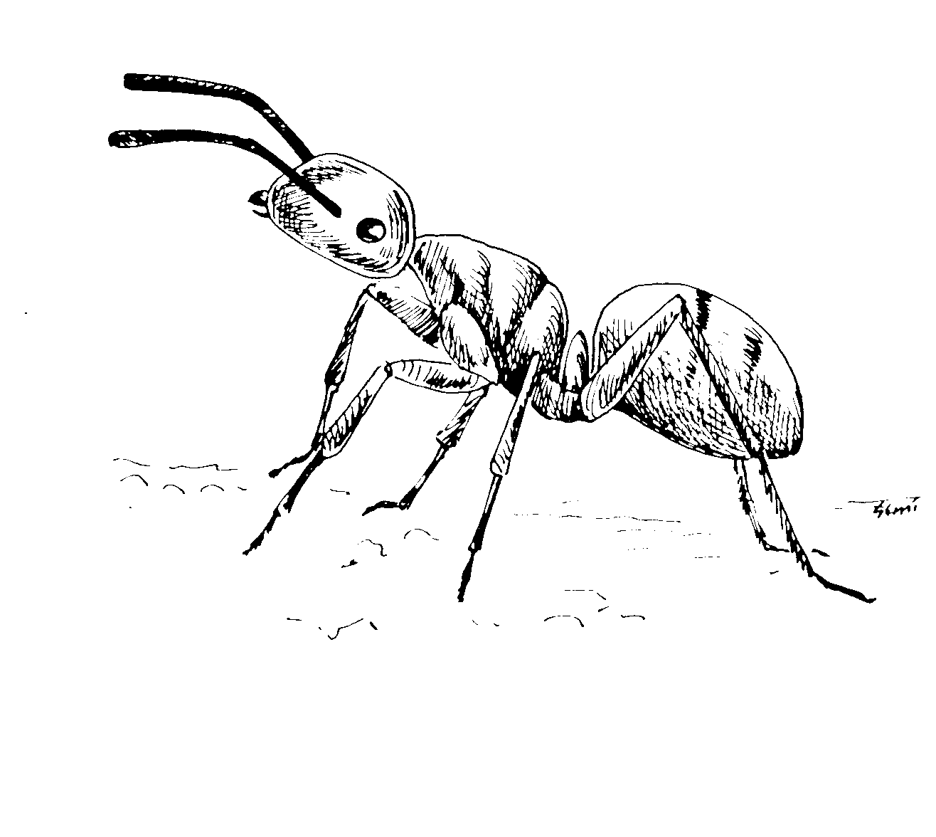 Hormiga #4822
