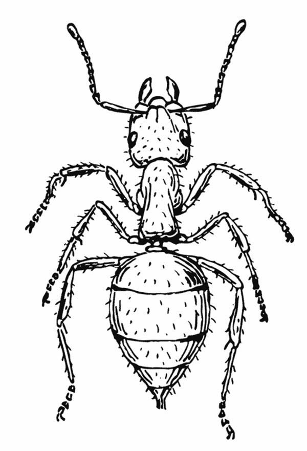 Hormiga #4827