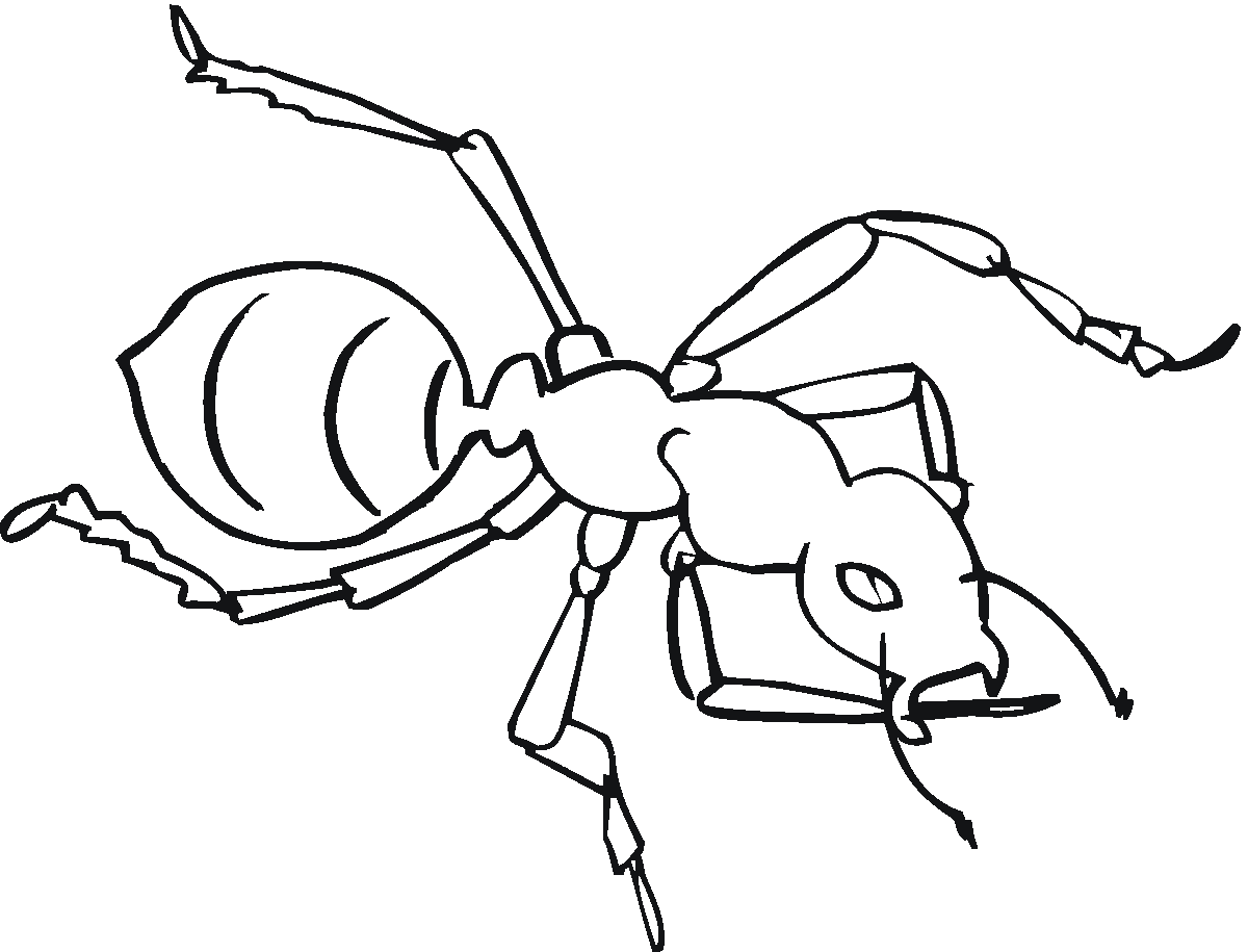 Hormiga #4836