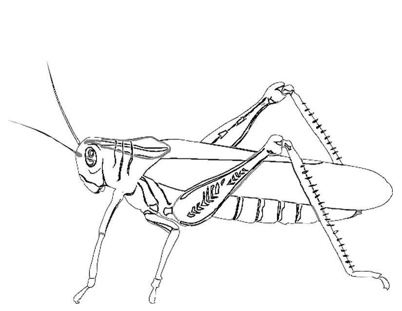 Hormiga #4844