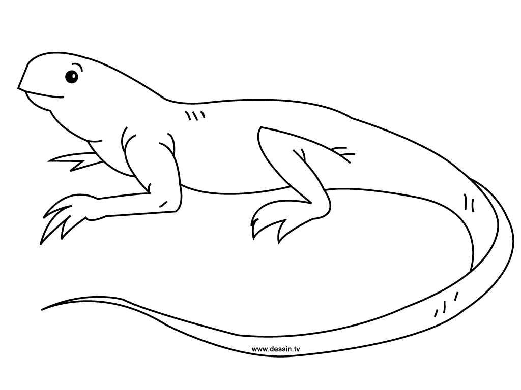 Iguana #5070