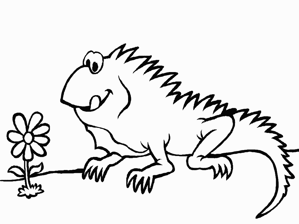 Iguana #5071