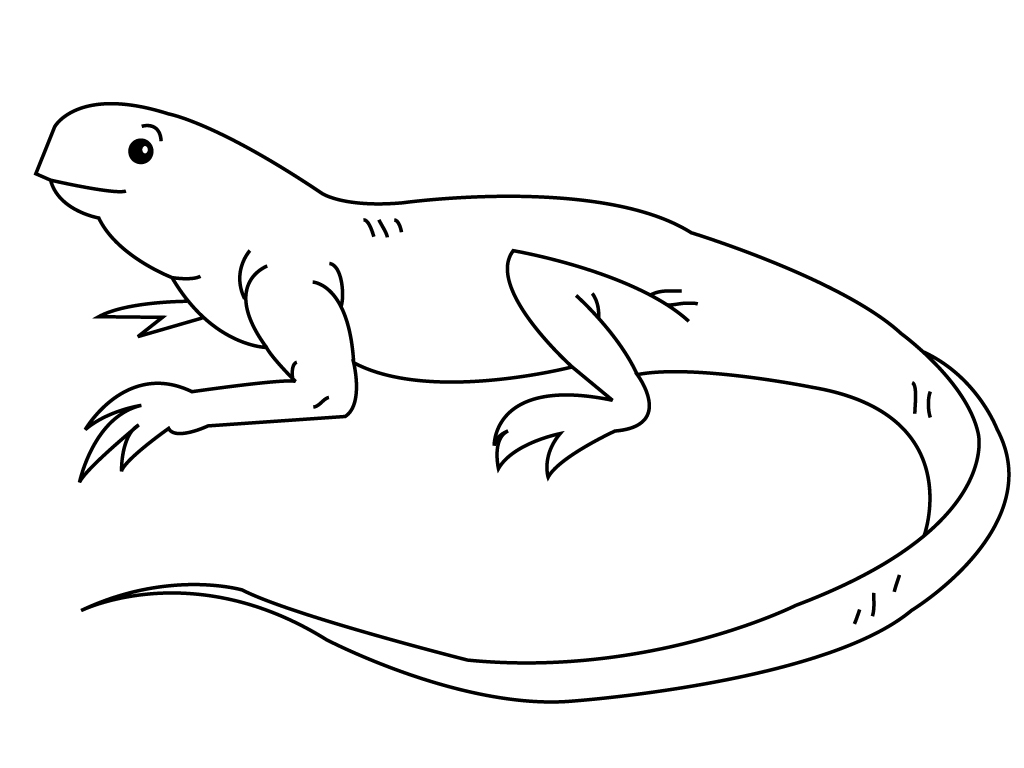 Iguana #5072